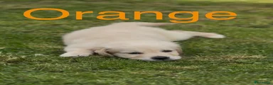 Golden Retriever Puppy 4