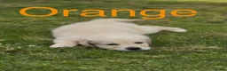 Golden Retriever dogs for sale: 🐾 READY NOW, 1 KC boy left.  - Advert 11
