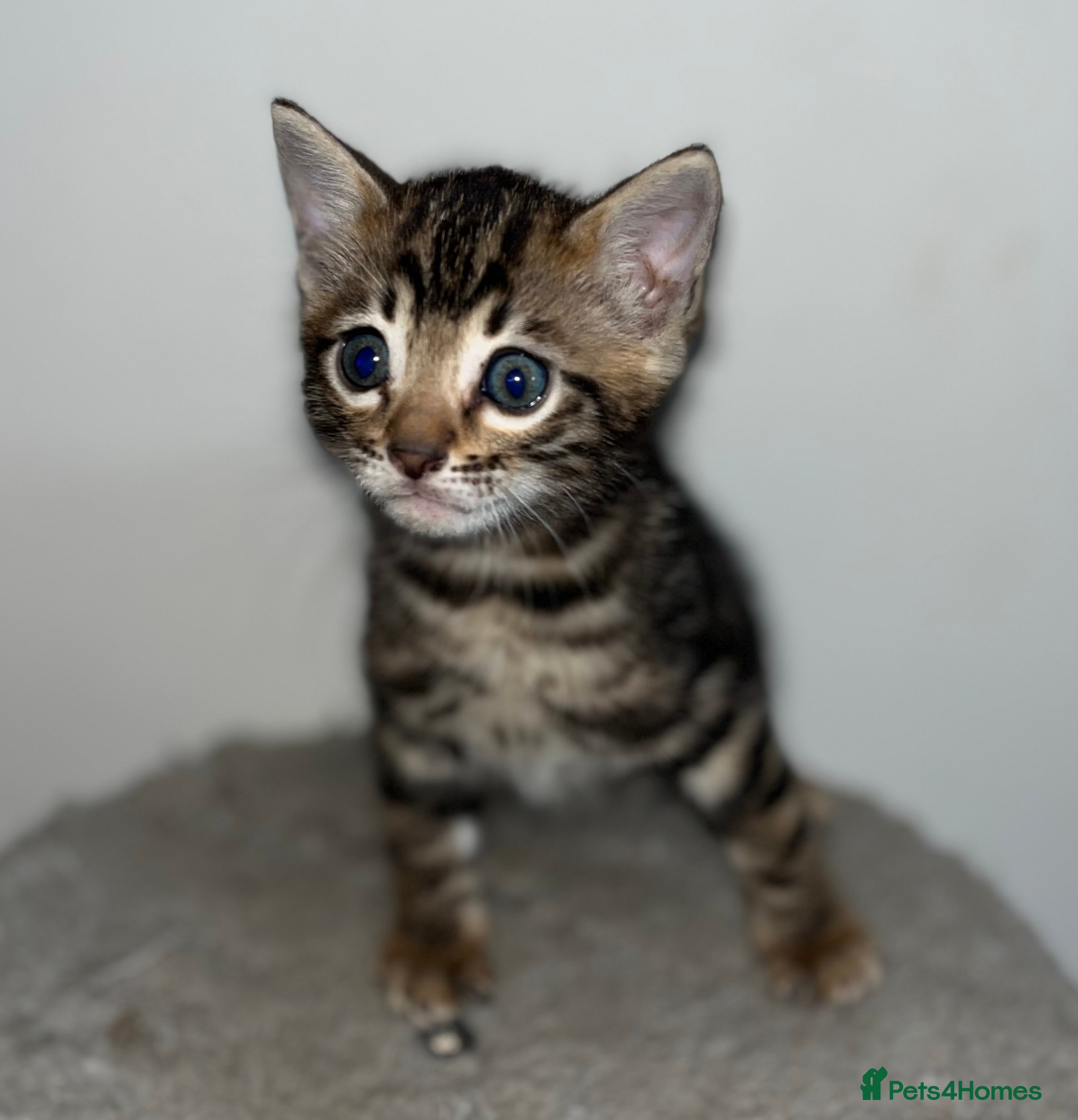 Bengal cats Stunning Charcoal Boy Kitten - Advert 2