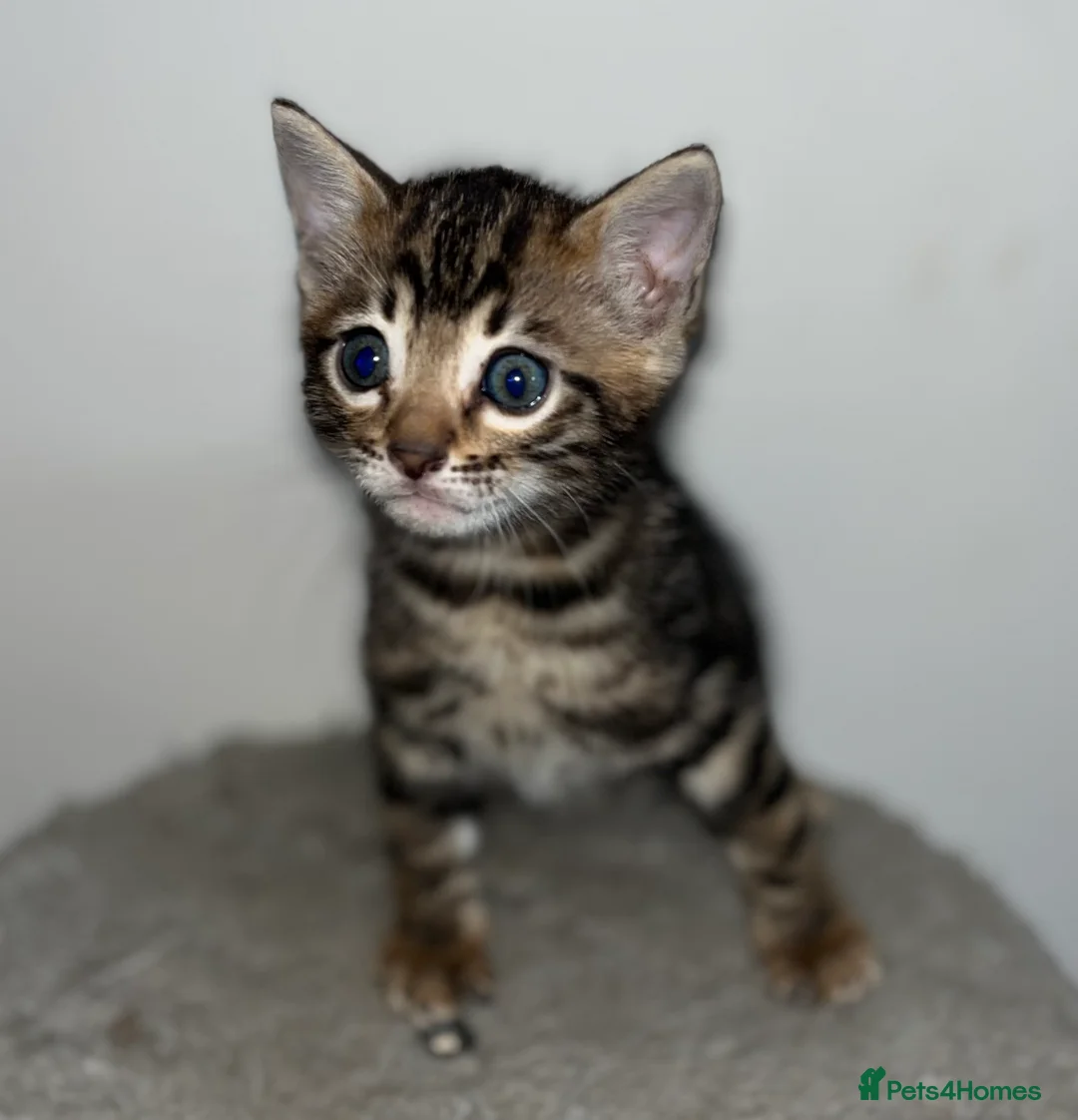 Bengal cats for sale: Stunning Charcoal Boy Kitten - Advert 1