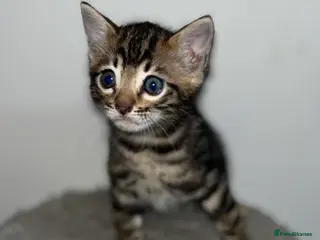 Bengal cats Stunning Charcoal Boy Kitten - Advert 2