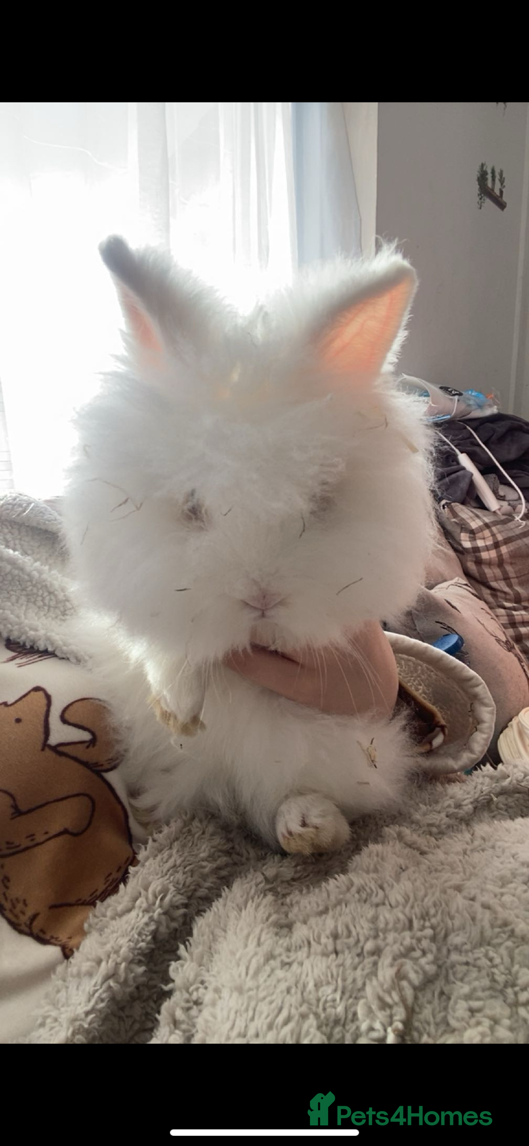 Lionhead rabbits for sale: Male lionhead - Advert 2