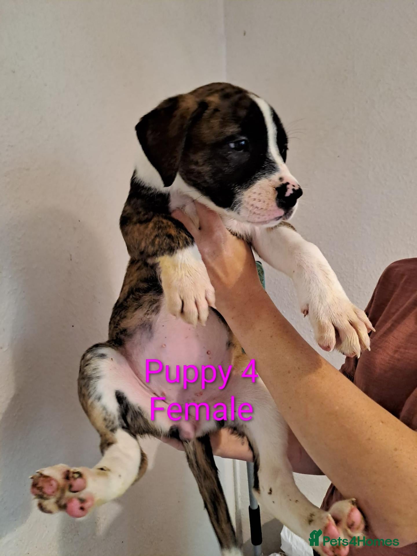 Mixed Breed dogs American bulldog x Belgian Malinois  - Advert 13