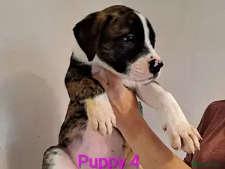 Mixed Breed dogs American bulldog x Belgian Malinois - Advert 1