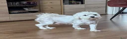 Maltese dogs for sale: Sweet girls - Advert 3