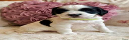 Sprocker dogs for sale: Sprocker Spaniel pups  in Stranraer - Advert 23