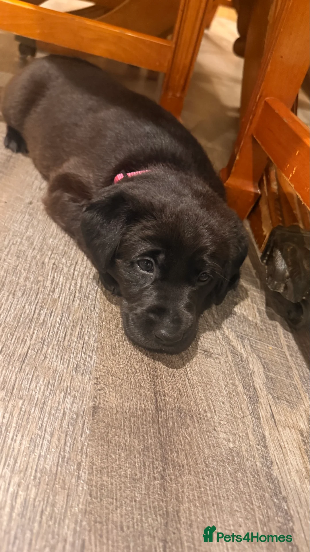Labrador Retriever dogs for sale: 🐾💛 Looking for their forever family… 💛🐾 - Advert 13
