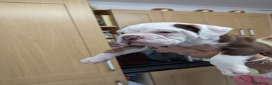 Olde English Bulldogge 1