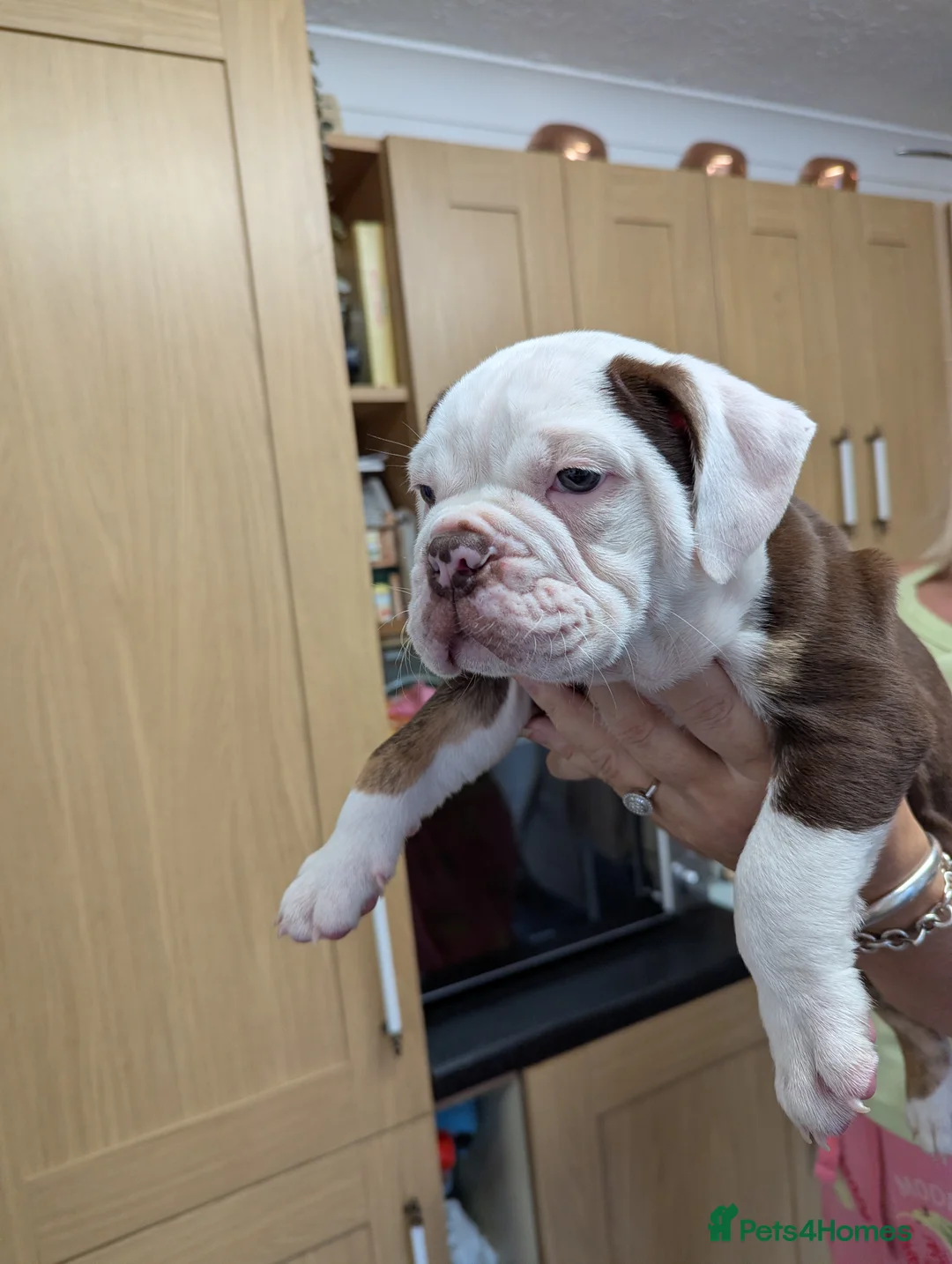 Olde English Bulldogge dogs for sale: Old English bulldog  - Advert 5