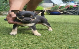 Chihuahua dogs for sale: 2 beautiful boys for sale  in Loughborough - Image 4