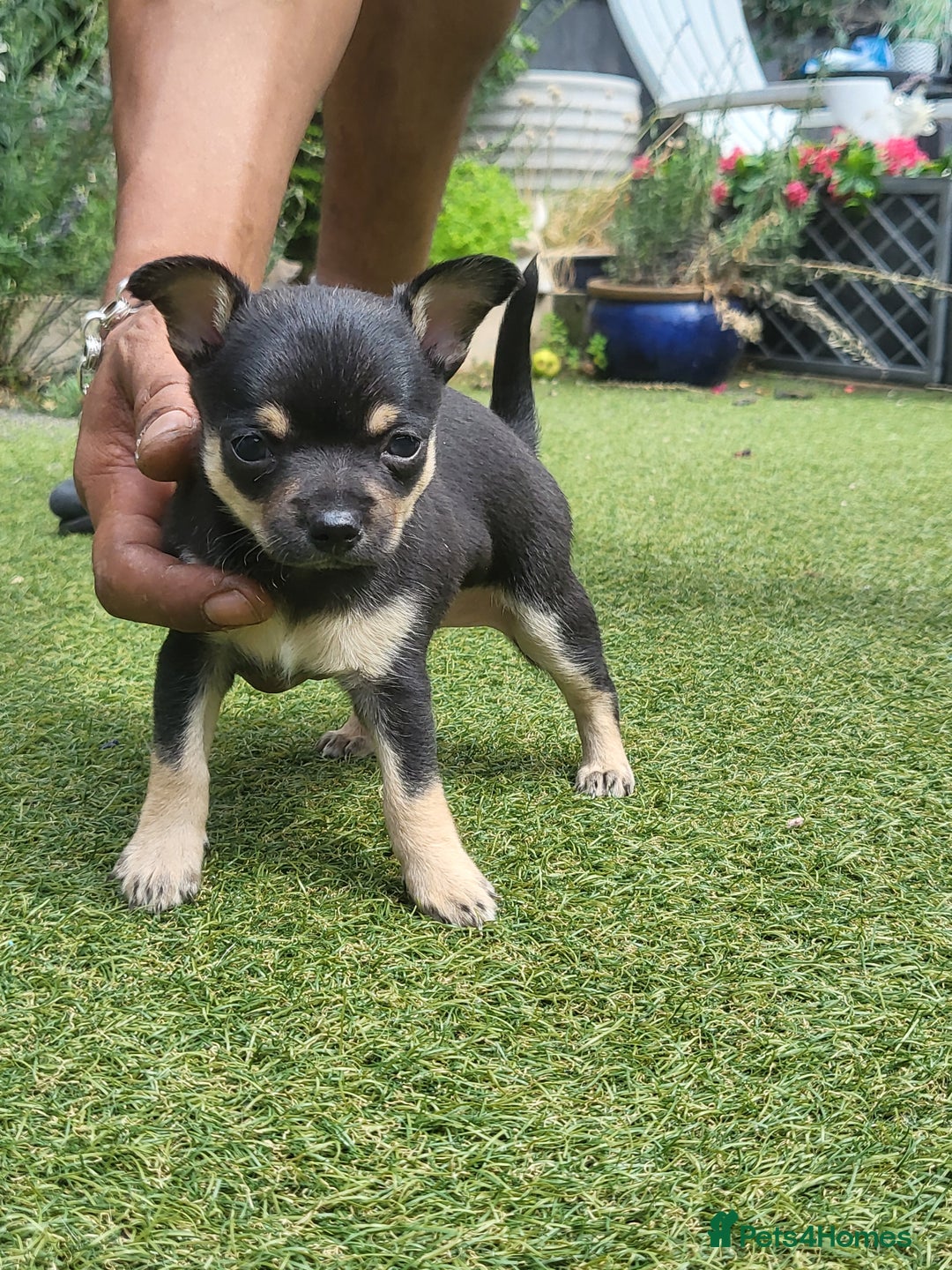 Chihuahua dogs for sale: 2 beautiful boys for sale  in Loughborough - Image 4