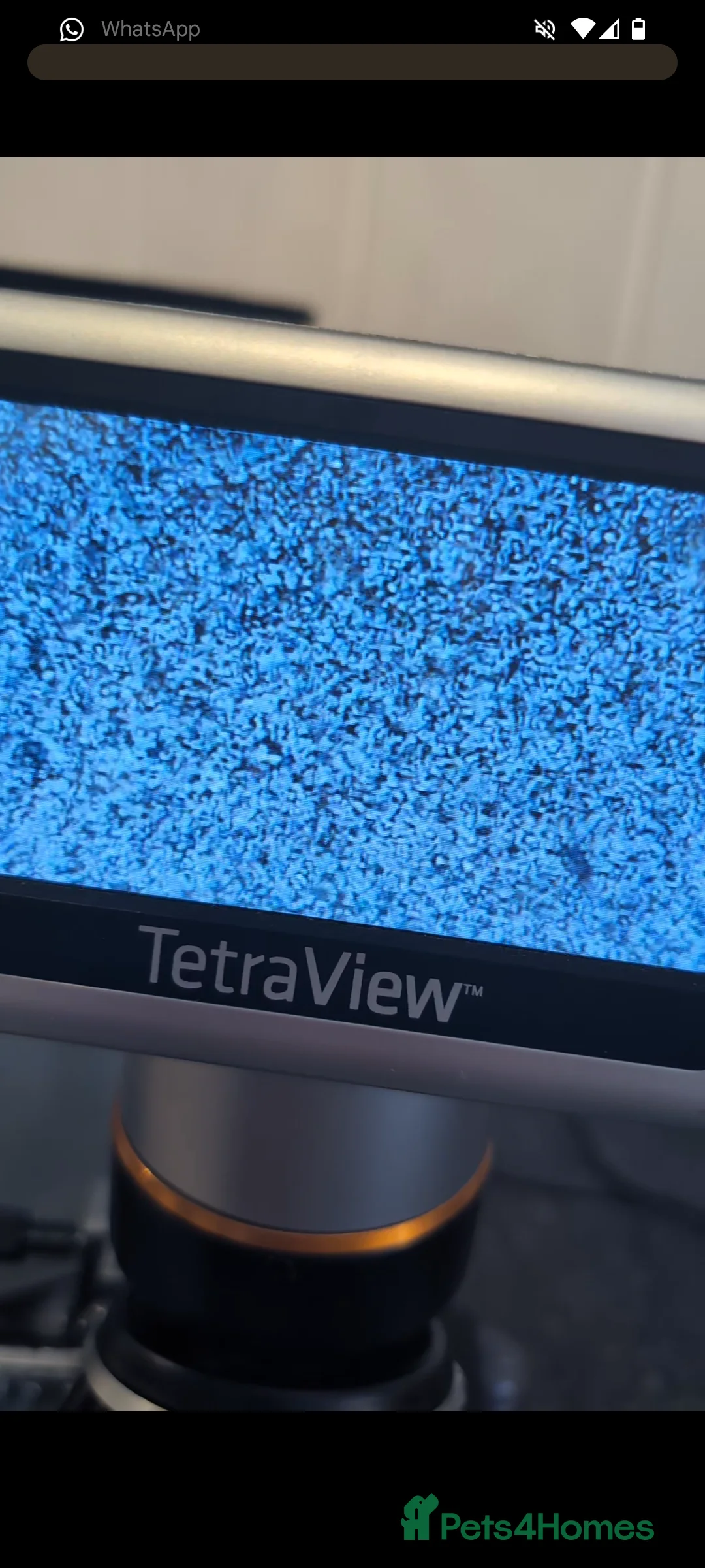 French Bulldog dogs for stud: Skittles, Isabella tan, fluffy, pink carrier in Sheffield - Advert 9