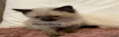 Ragdoll 4