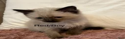 Ragdoll cats for sale: Blue Point & Choc Point Pure Bicolour Ragdolls - Advert 6
