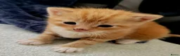 Mixed Breed cats for sale: Beautiful kittens - Advert 9