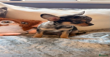 Chihuahua dogs - Advert 2