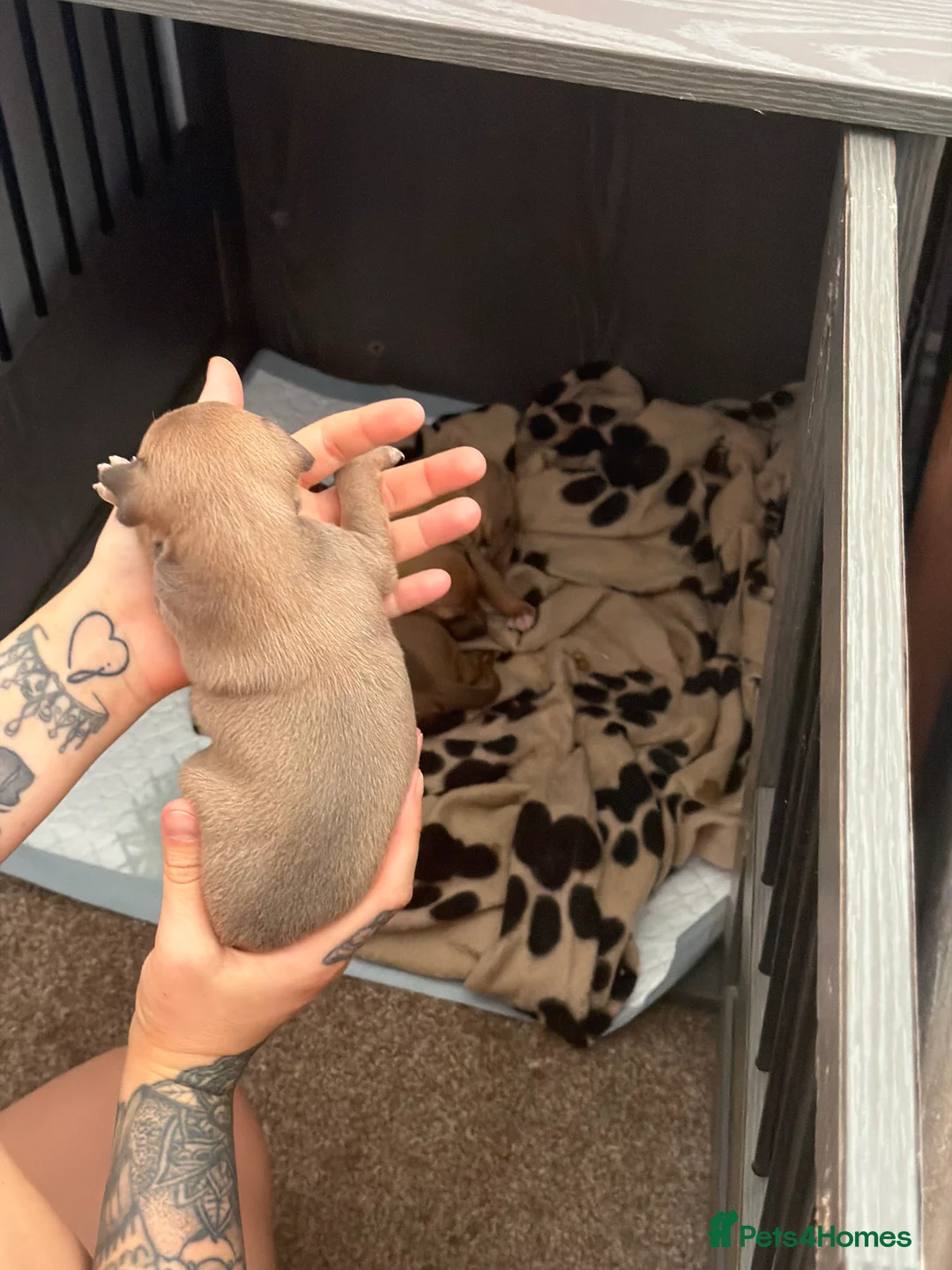 Italian Greyhound dogs for sale: Reduced! 2 Italian grey hounds boys available  - Advert 30