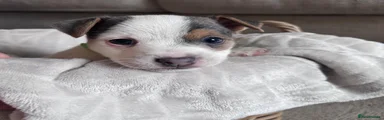 Jack Russell 2