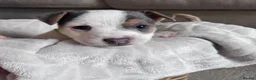 Jack Russell dogs for sale: Jack Russell Puppies in York - Advert 2