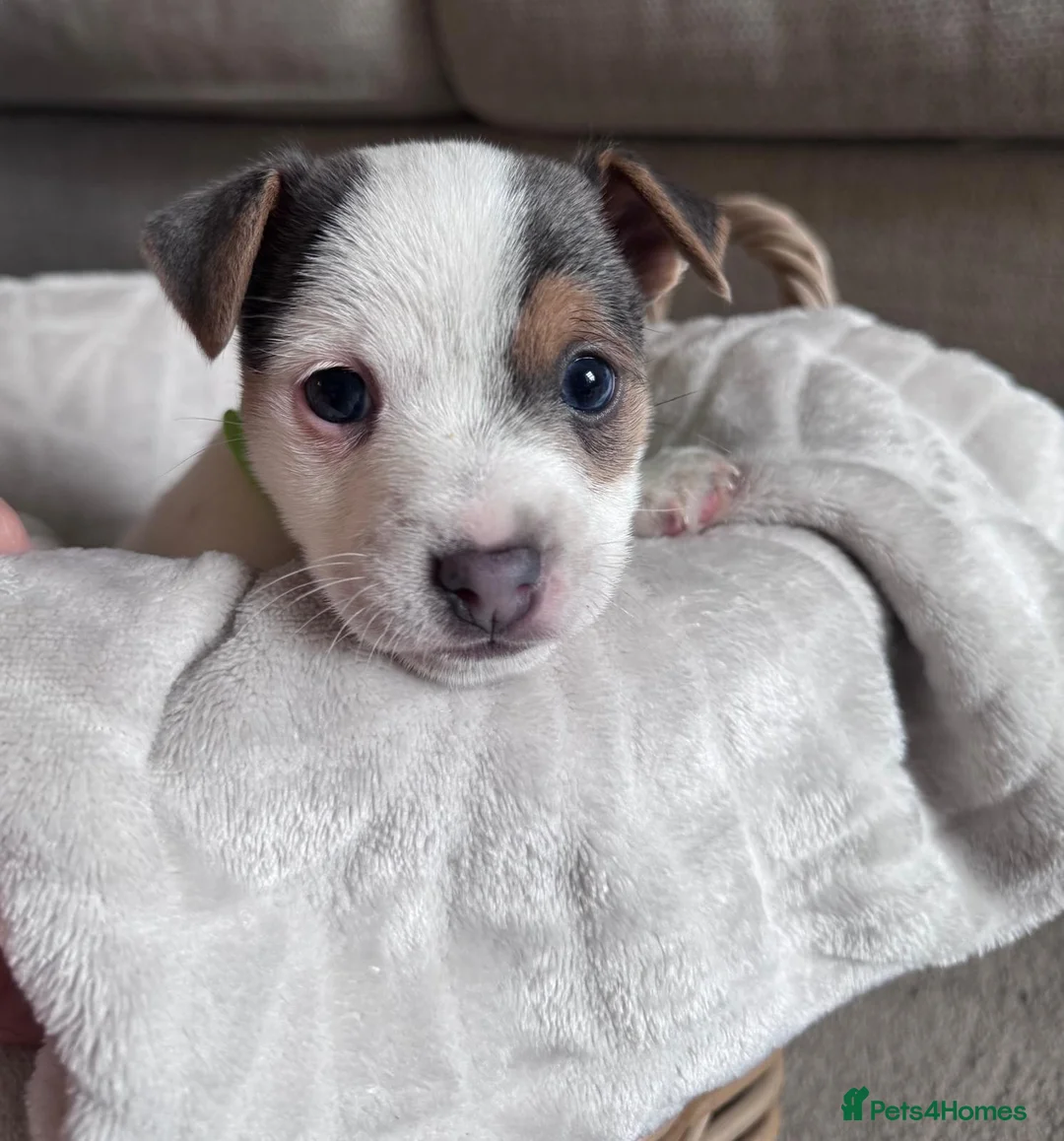 Jack Russell dogs for sale: Jack Russell Puppies in York - Advert 2