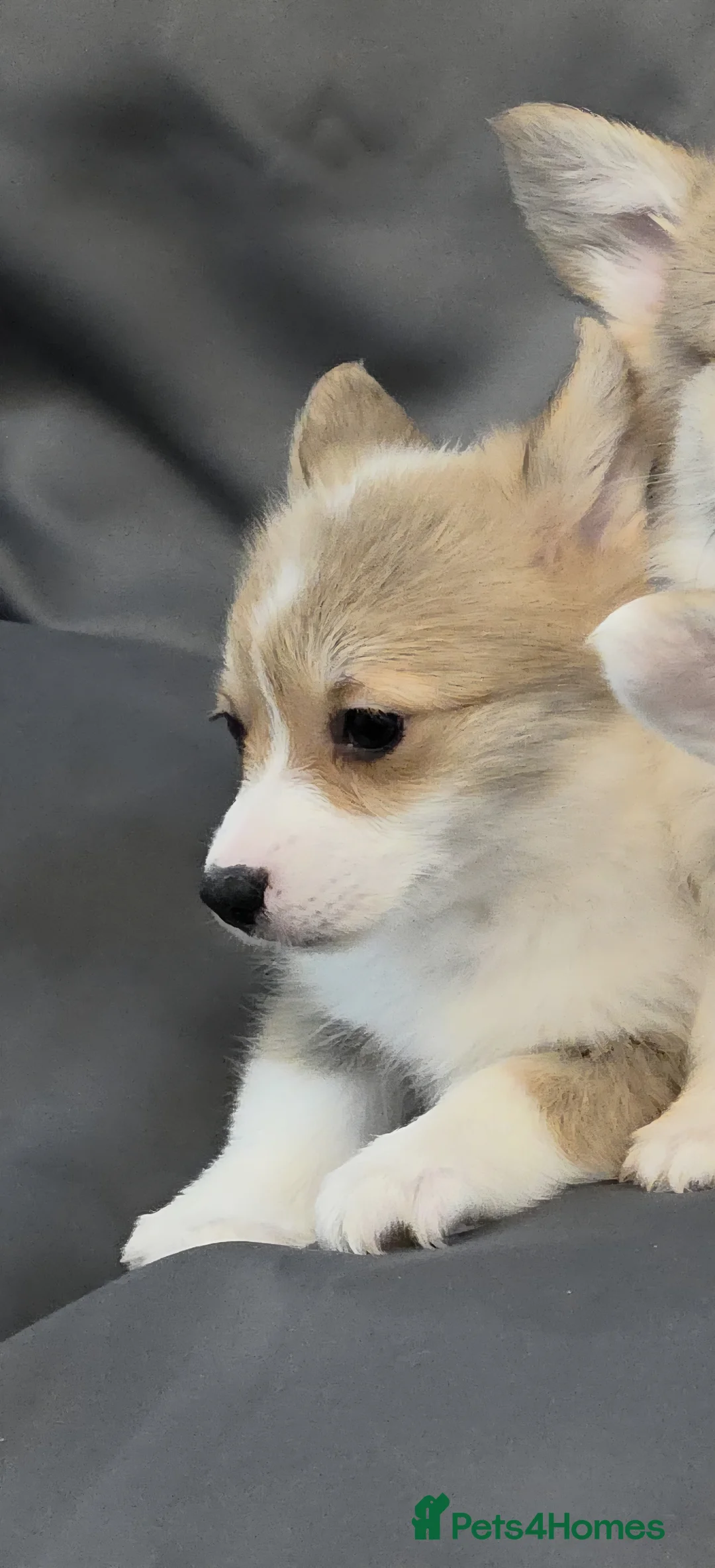 Welsh Corgi Pembroke dogs for sale: 33rd Generation KC Mixed Tail Pembroke Corgi Pups - Advert 13