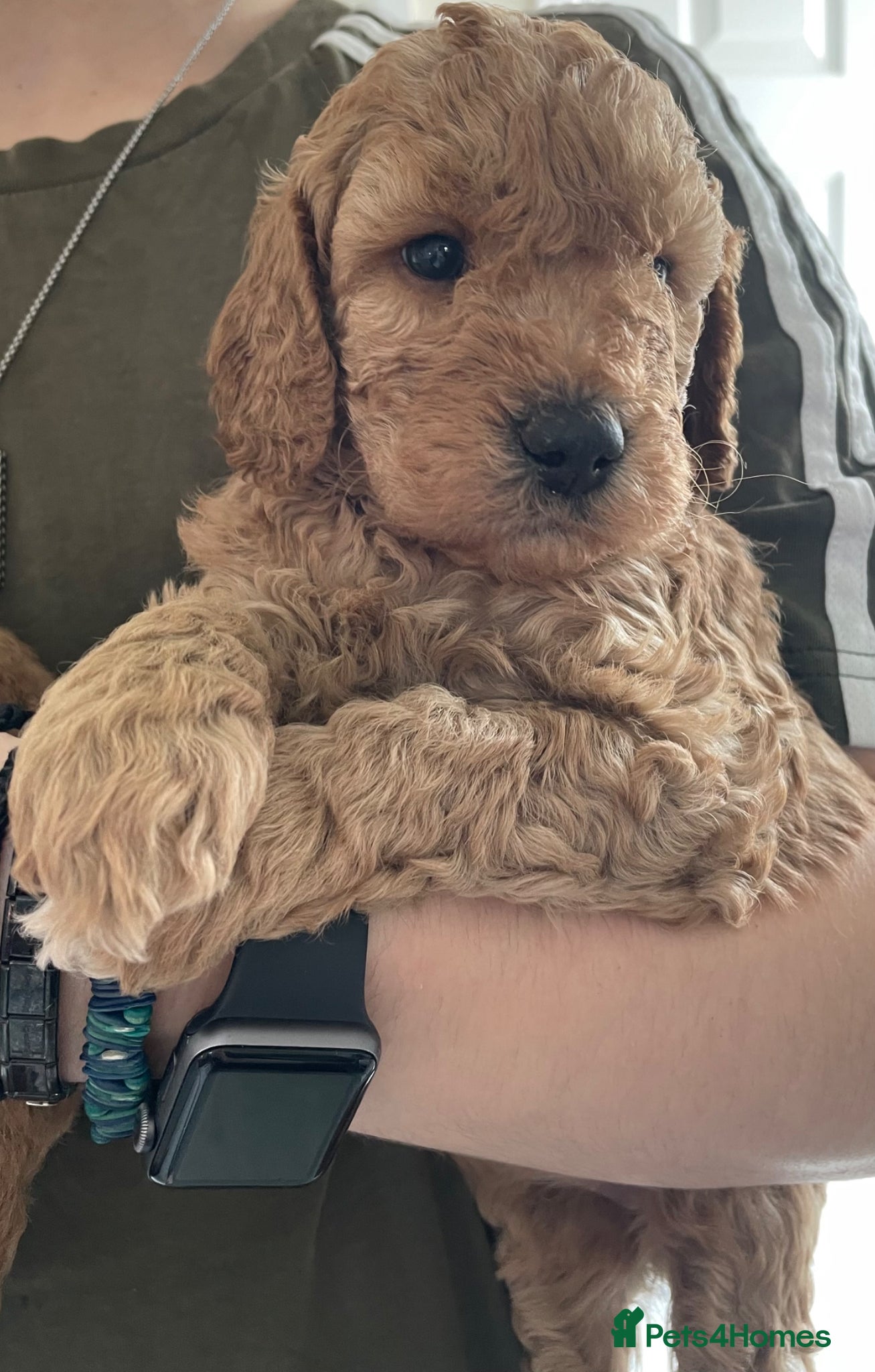 Mini Goldendoodle dogs Goldendoodle puppies  - Advert 2