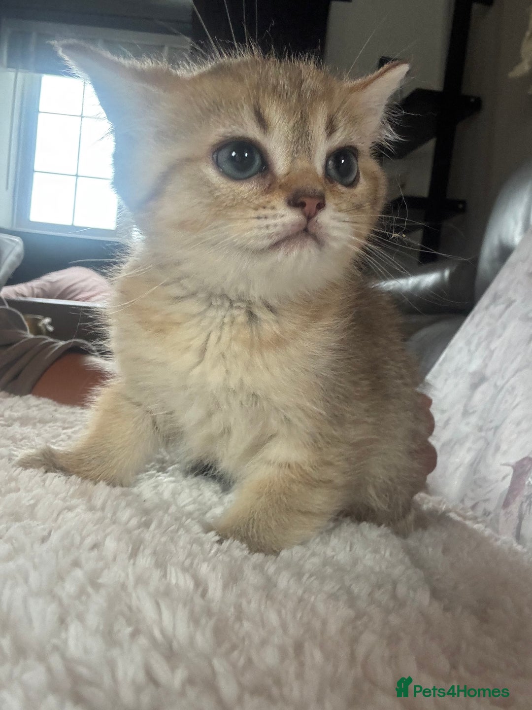 British Shorthair cats for sale: 1 BSH colour point & 4 rainbow BSH Chinchillas - Image 17