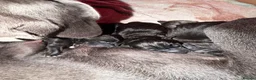 Great Dane dogs for sale: Champion blood exceptional quality black GreatDane in Seaham - Advert 8