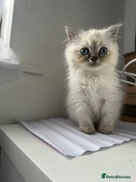 Ragdoll cats - Advert 5