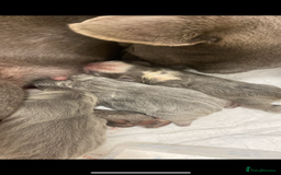 French Bulldog dogs for sale: French bulldog puppies - Image 10