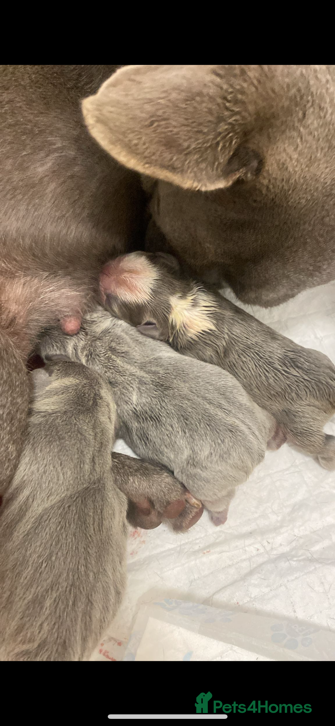 French Bulldog dogs for sale: French bulldog puppies - Image 10