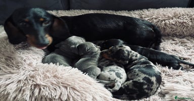 Miniature Dachshund dogs - Advert 1