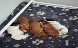 Cocker Spaniel dogs for sale: Pedigree working cocker puppies  - Image 5