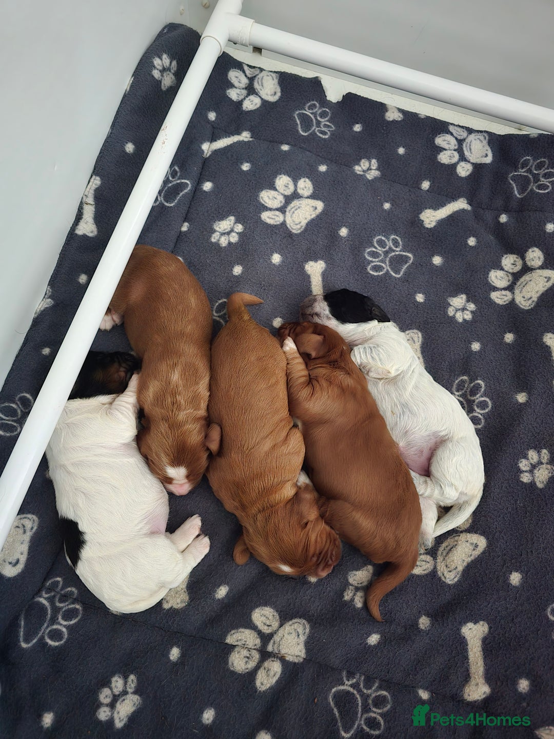 Cocker Spaniel dogs for sale: Pedigree working cocker puppies  - Image 5