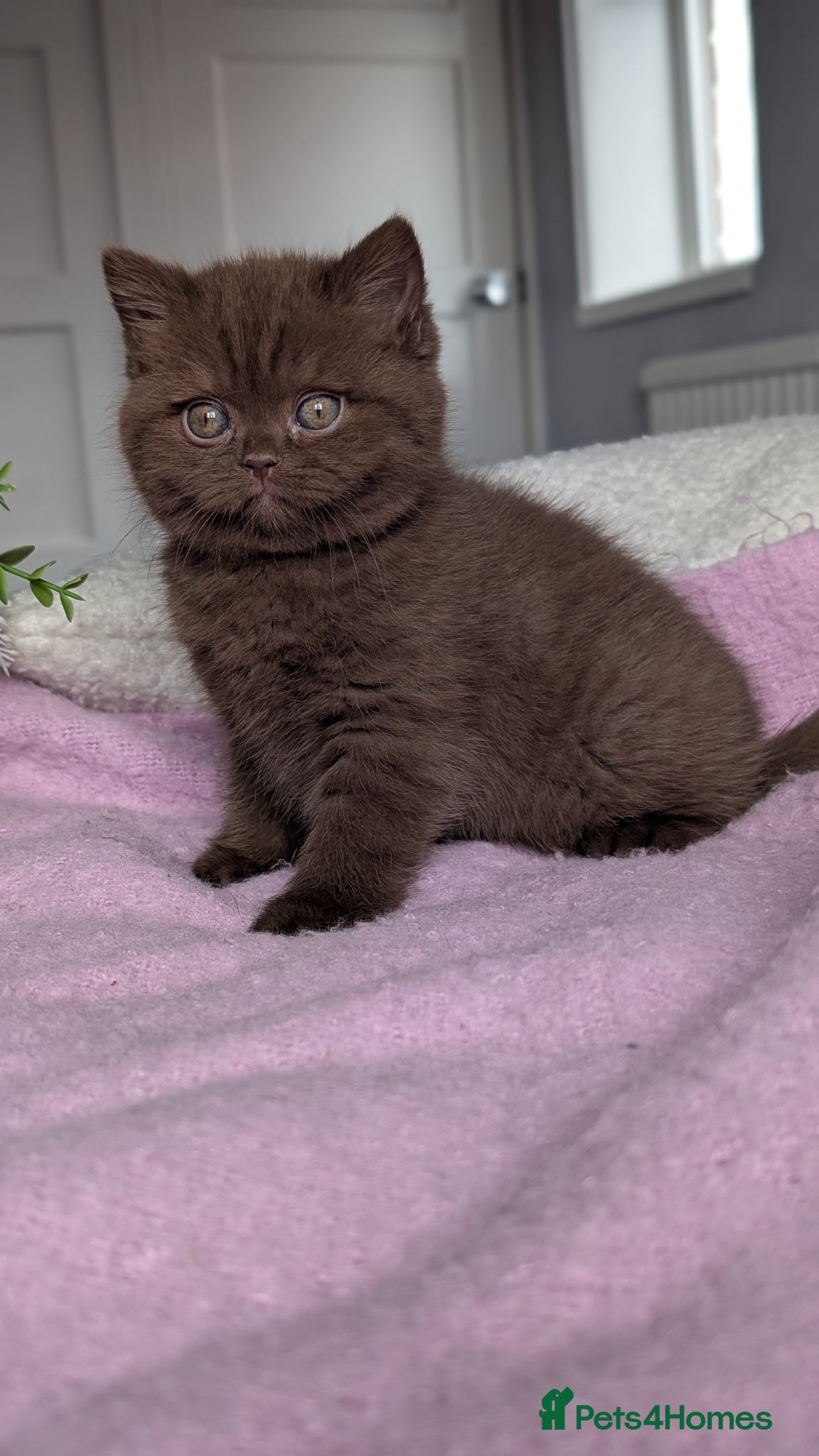 British Shorthair cats GCCF REGISTERED CHOCOLATE AND LILAC KITTENS - Advert 1