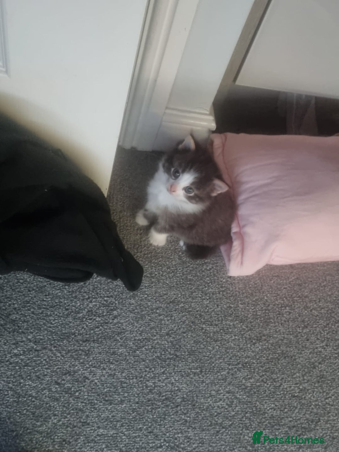 British Shorthair cats for sale: Adorable kittens  - Advert 6