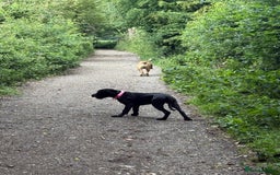 Cane Corso dogs for sale: Two beautiful cane corsos looking to be rehomed - Image 12