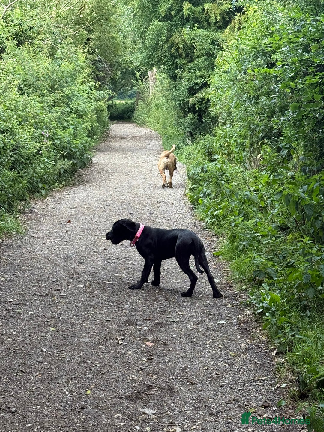Cane Corso dogs for sale: Two beautiful cane corsos looking to be rehomed - Image 12