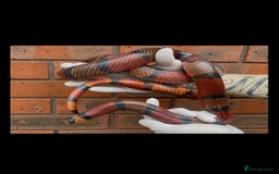 Milk Snake reptiles for sale: Fully grown Honduran milk snake + vivarium set up - Image 1