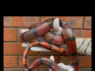 Milk Snake reptiles Fully grown Honduran milk snake + vivarium set up - Advert 12
