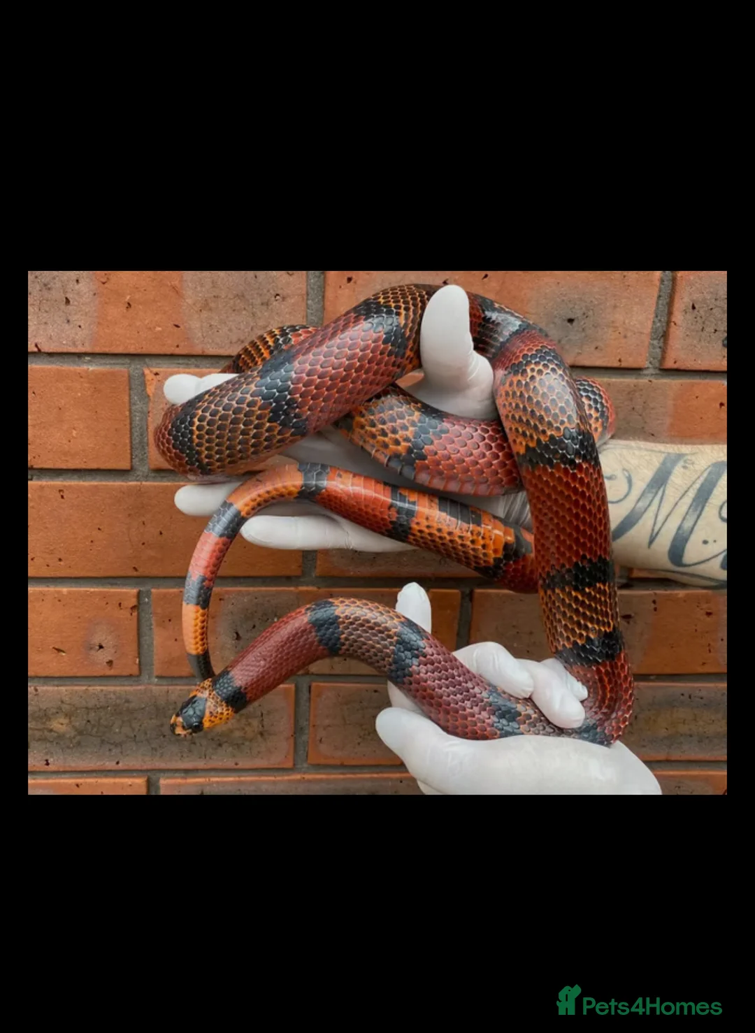 Milk Snake reptiles for sale: Fully grown Honduran milk snake + vivarium set up - Advert 1