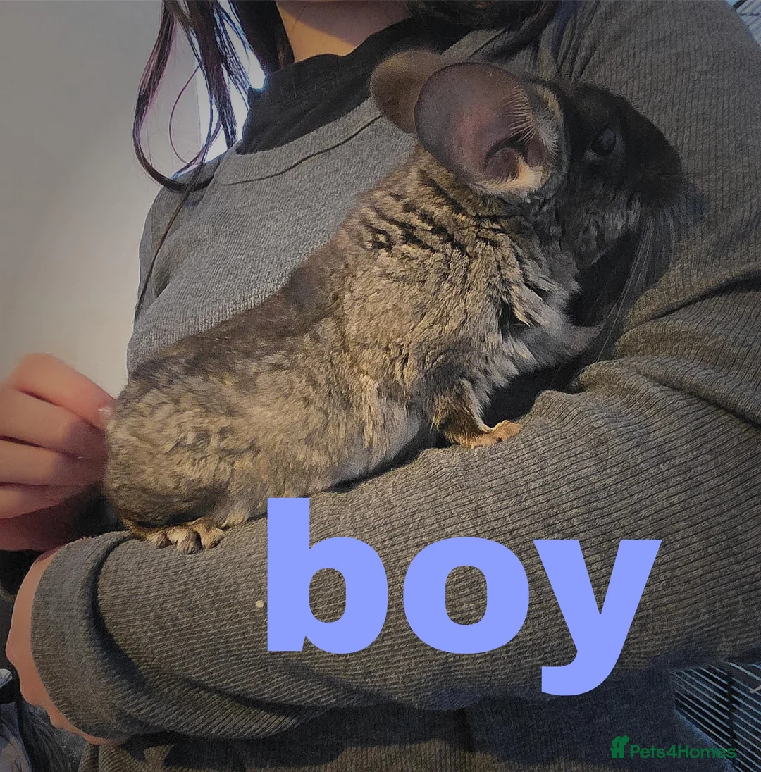 Chinchilla rodents for sale: 2 friendly chinchillas for sale  - Advert 1