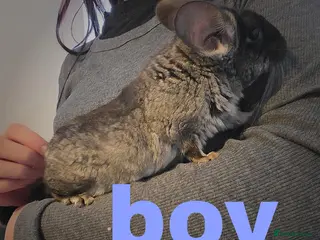 Chinchilla rodents 2 friendly chinchillas for sale - Advert 1