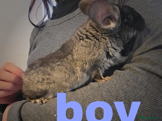 Chinchilla rodents 1 boy left friendly chinchillas for sale - Advert 1