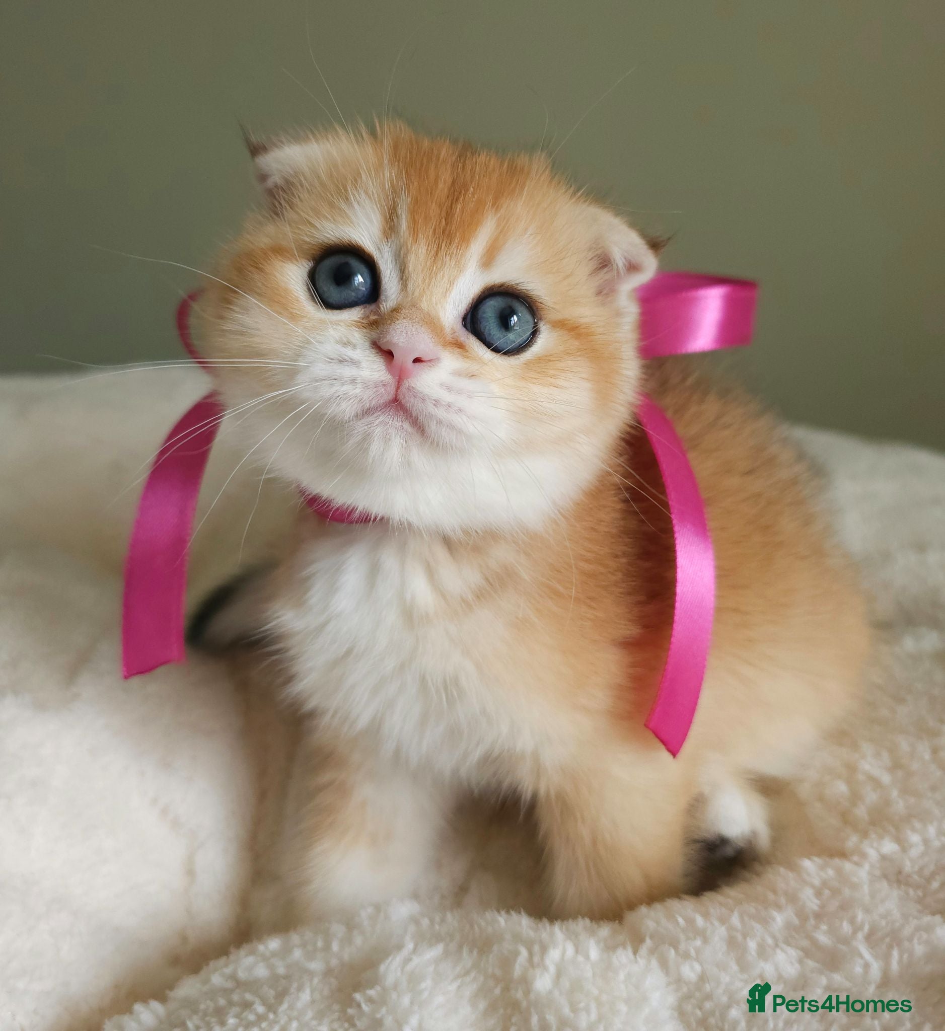Scottish Fold cats ⭐️ Top Quality Scottish Fold Kittens ⭐️ - Advert 2