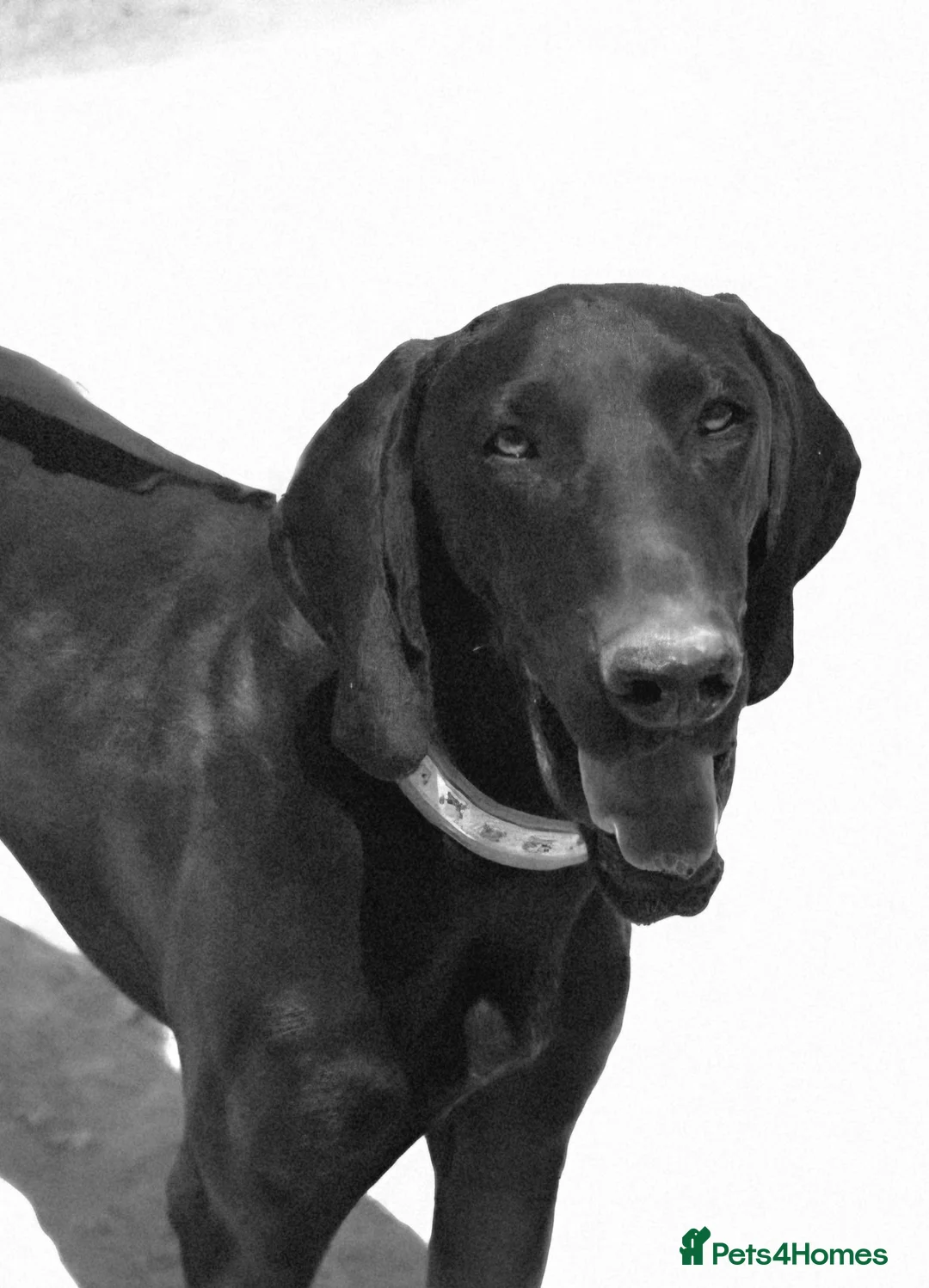 Pointer dogs for adoption: Beautiful Bruno - Advert 1