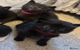 Ragdoll cats for sale: Adorable Ragdoll x Ragamuffin kittens - Image 8