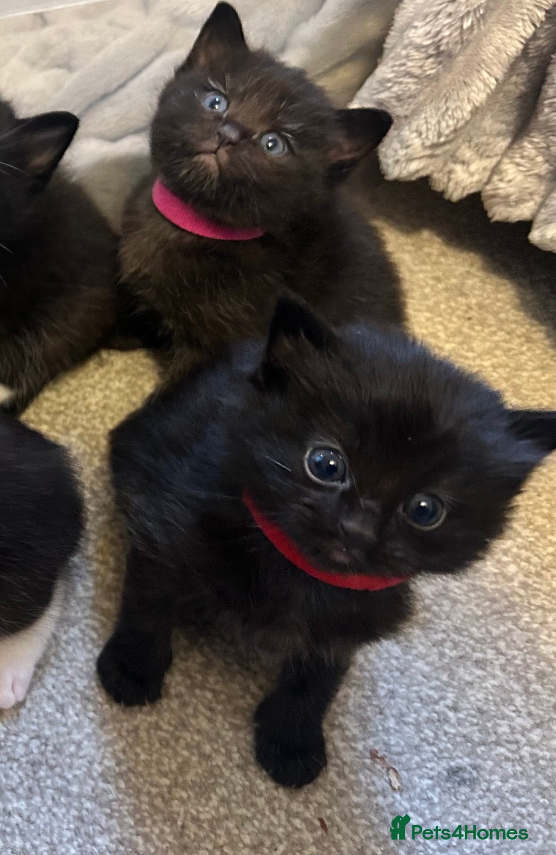 Ragdoll cats for sale: Adorable Ragdoll x Ragamuffin kittens - Image 8