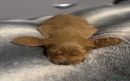 Cocker Spaniel dogs for sale: Working fox red/ginger cocker spaniels  - Image 10