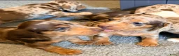 Miniature Dachshund dogs for sale: Outstanding miniature dapple dachshund puppies - Advert 21